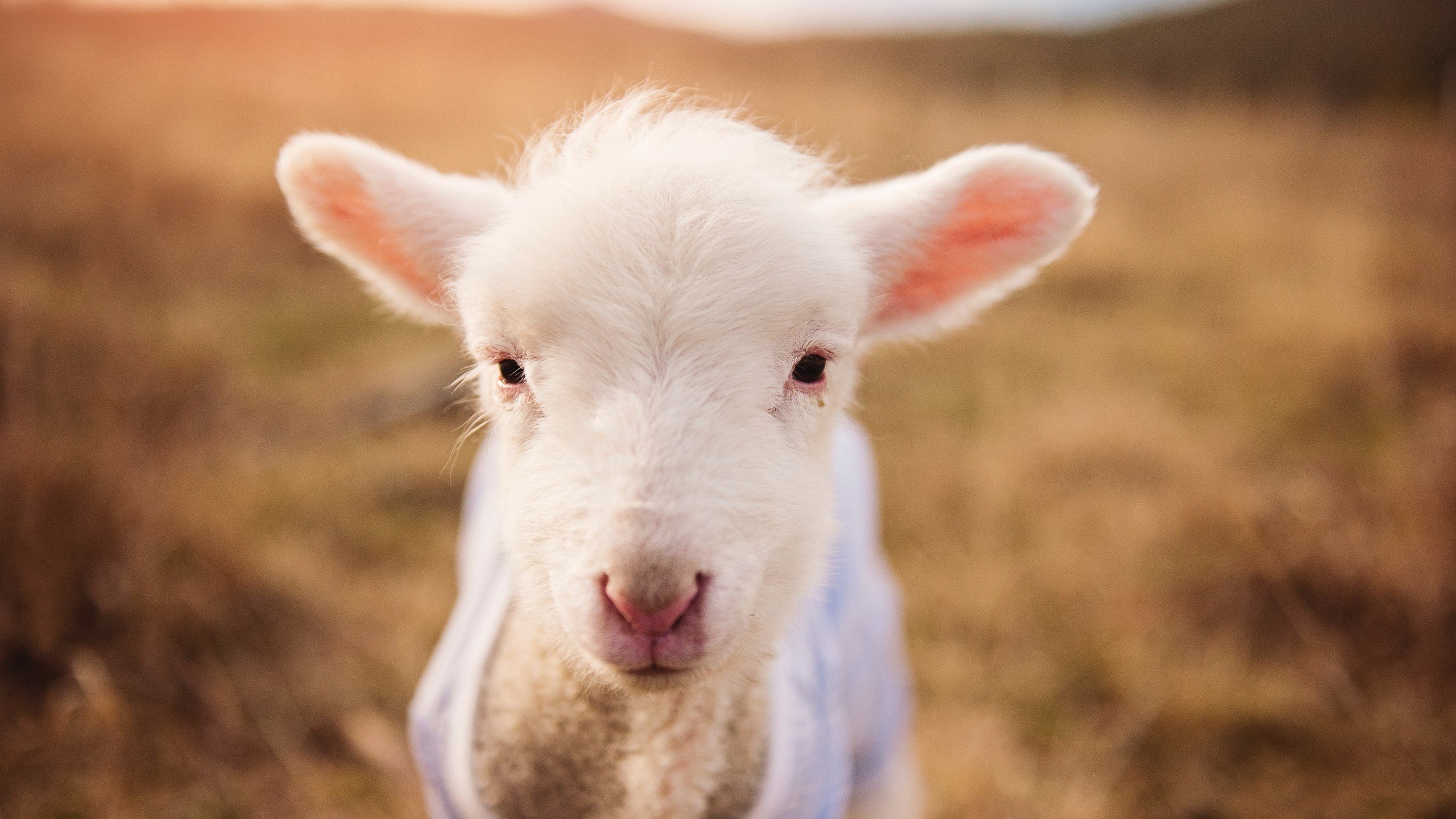 夺冠大猜想：赛季末或许改变格局的关键战役，夺冠里的比赛是真的吗