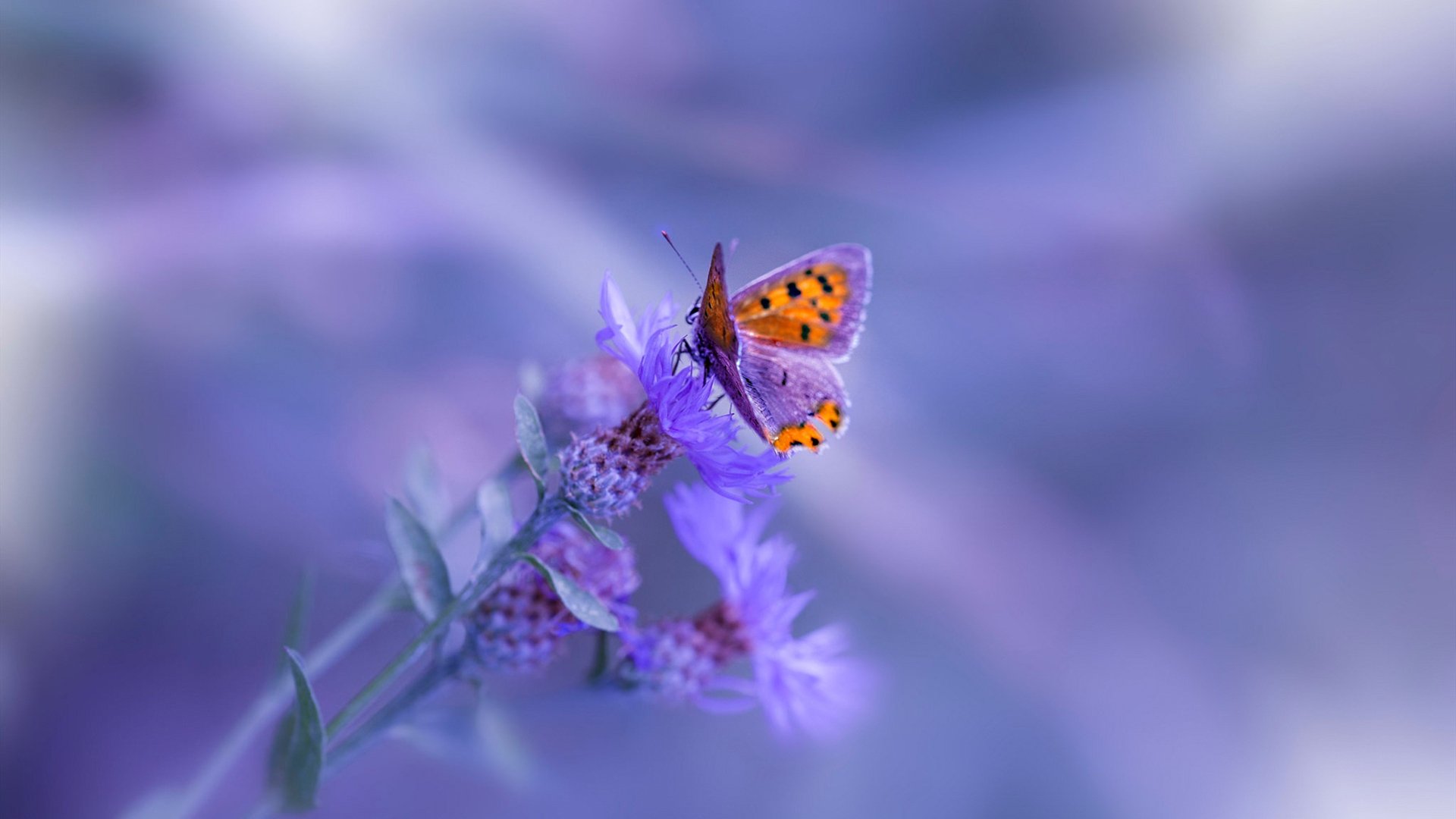 开云体育下载-CBA联盟推广俱乐部青训标准化管理，cba青训体系