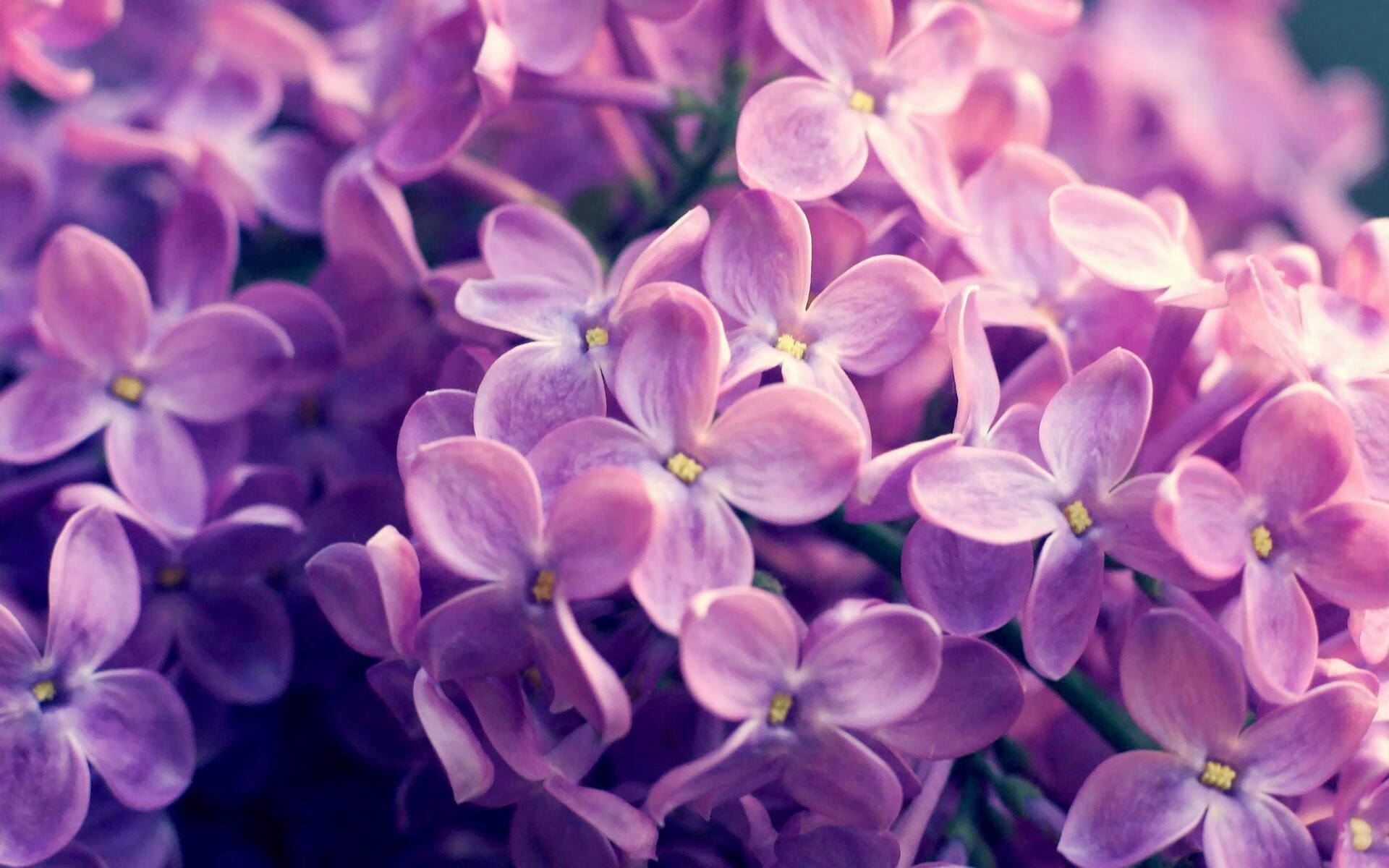 “飞盘竞技：三叉湖赛场上演速度与精准的激烈较量”