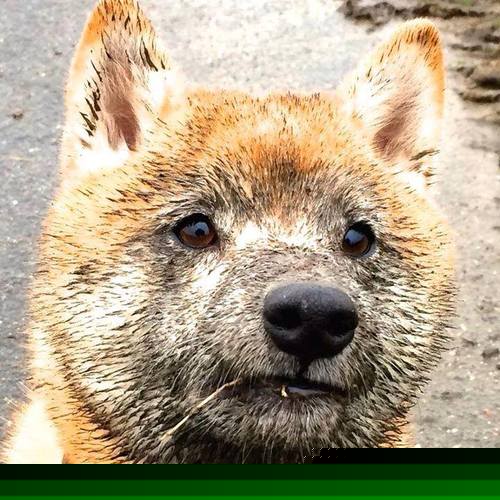 五大联赛是否增强门将在对抗高压时的传控训练权重，五大联赛进球的门将