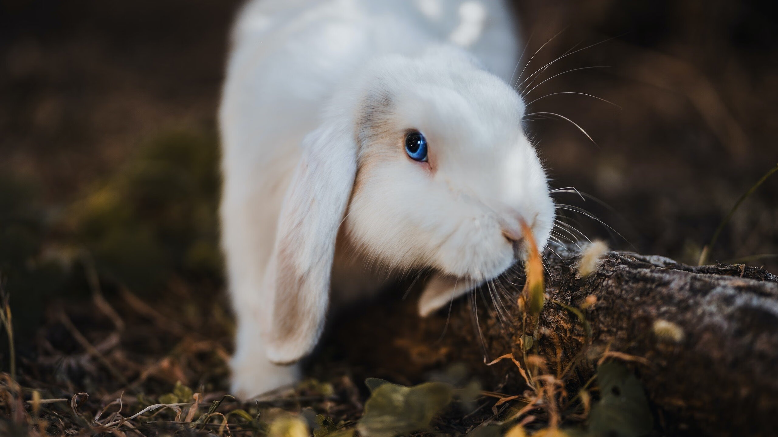 印度队2024年世界杯：敢于挑战世界强队的勇气，印度世界杯退赛