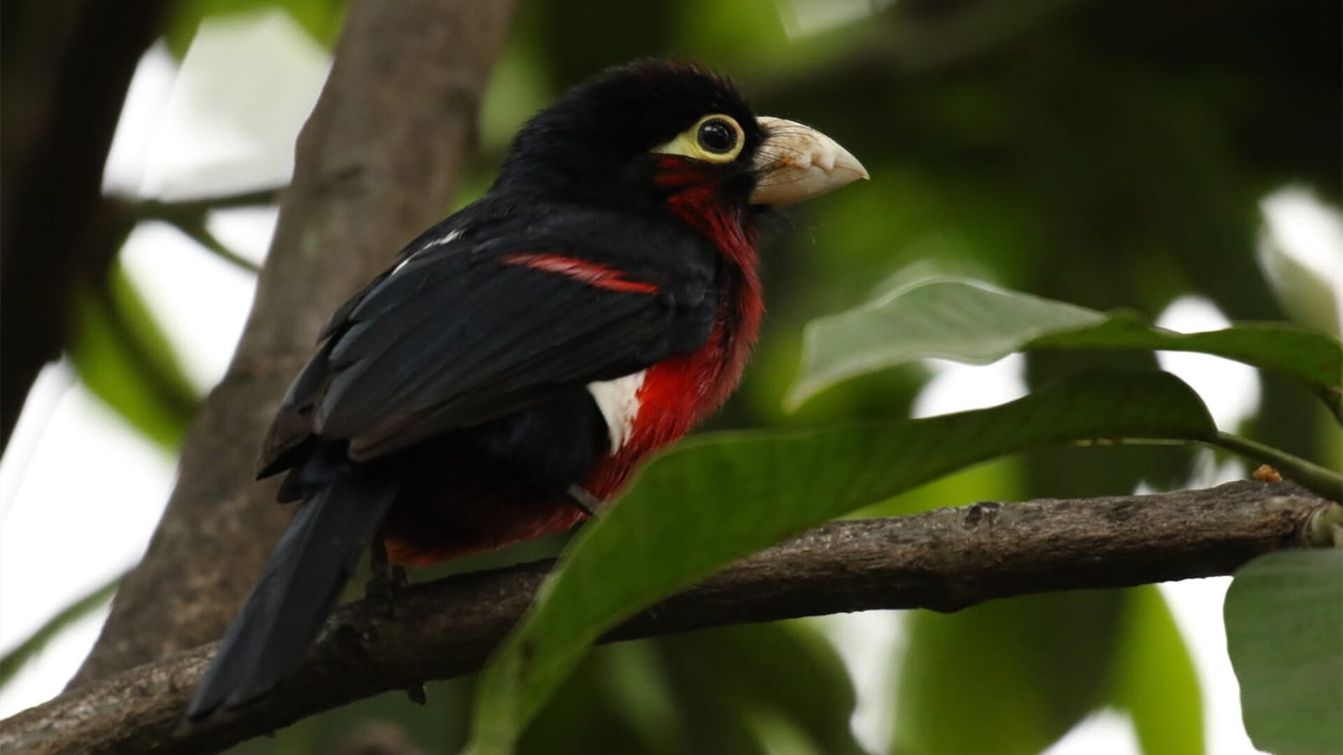 开云在线登入-新疆男篮打造高强度压迫式防守封锁突破路线