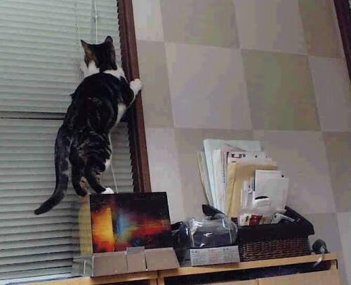 澳大利亚队未来能否在世界乒乓大赛中获得一席之地？，澳大利亚乒乓国家队