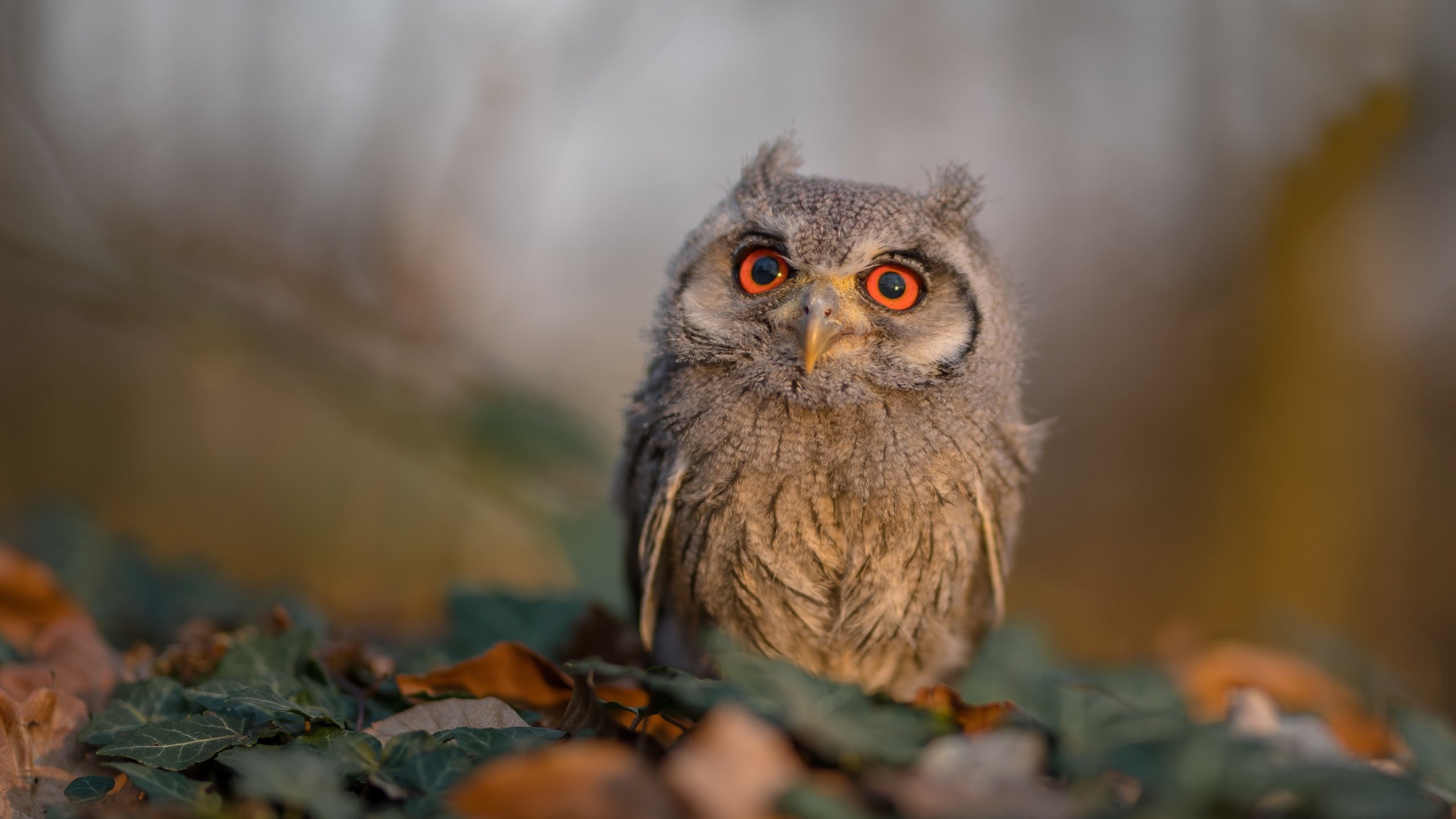 “华金·托比利亚的高效防守与团队协作，为美洲狮队赢得宝贵胜利”