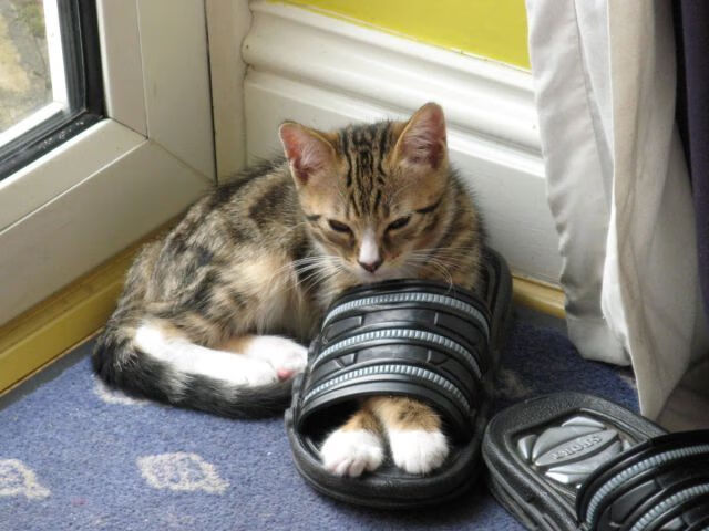 开云体育入口-世界青少年冠军赛，法国队和加拿大队争锋天下，青春激荡，世界级青少年比赛