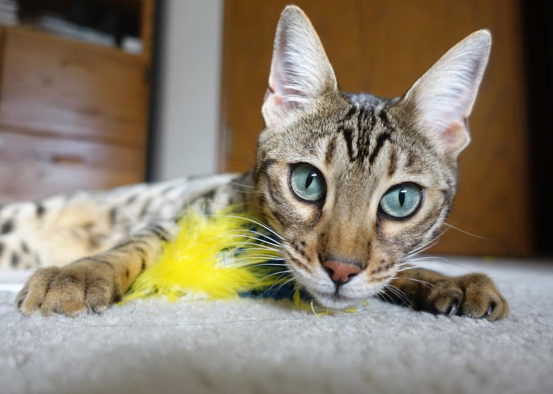 开云体育官网下载-乔·莫伊：全黑队的“力量源泉”，scrum中超强的支撑点