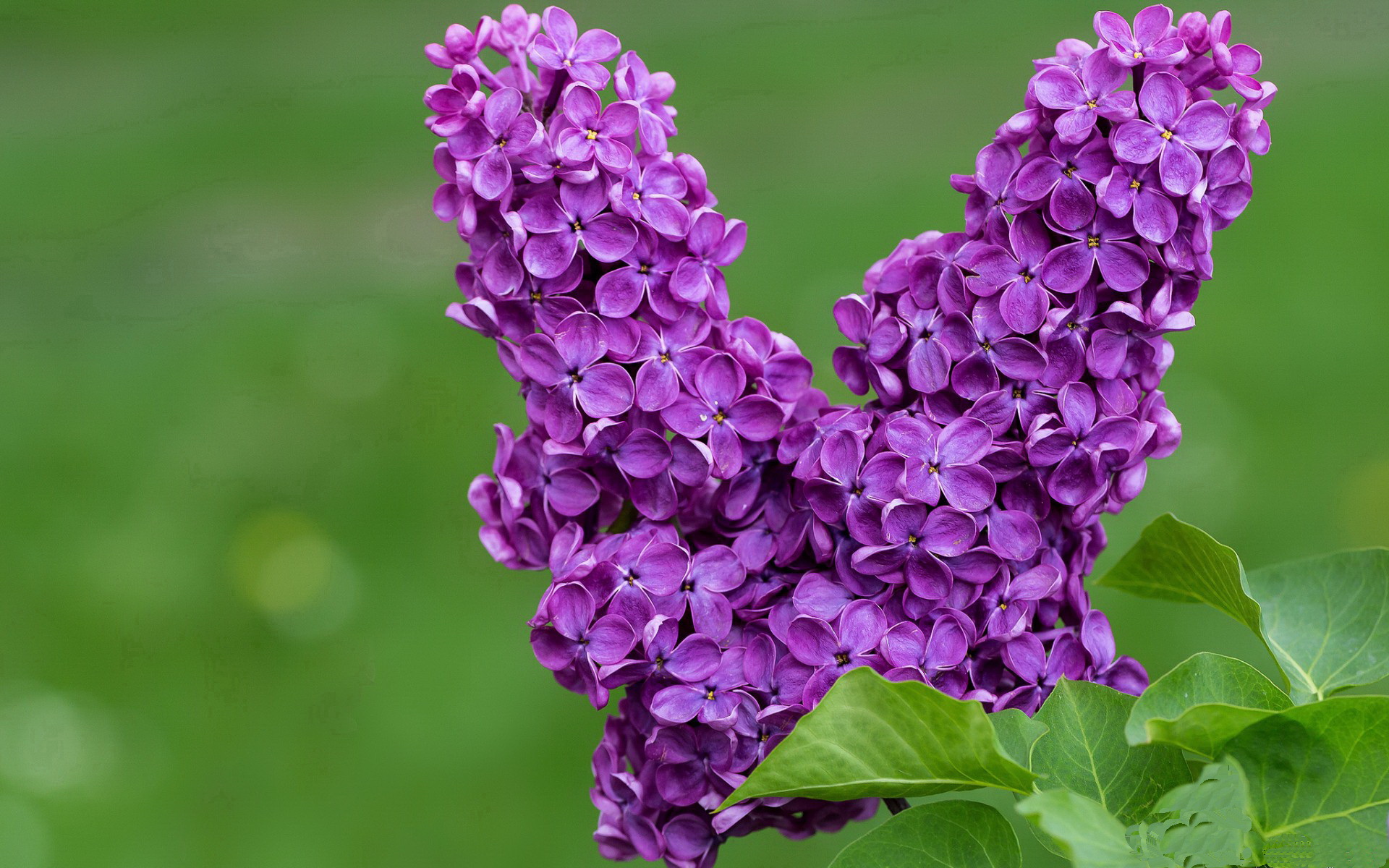 凯特·道格拉斯打破僵局，刷新赛会纪录，道格拉斯凯尔纳百度百科