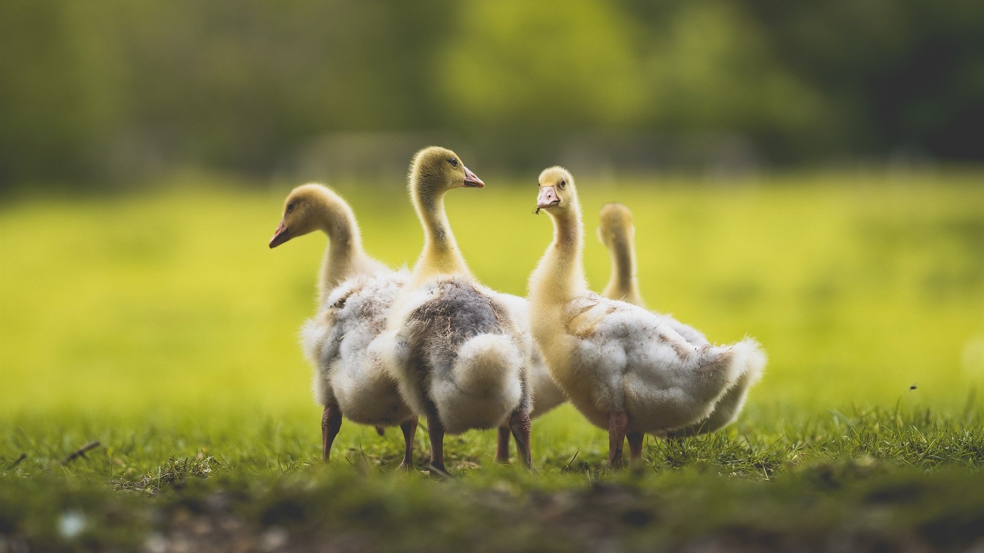 kaiyun网址-法甲新秀崭露：未来巨星崭颖而出！，法甲十大新星