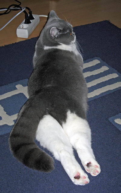 开云体育app在线-澳大利亚橄榄球市场价值快速增长，澳大利亚nrl橄榄球联赛