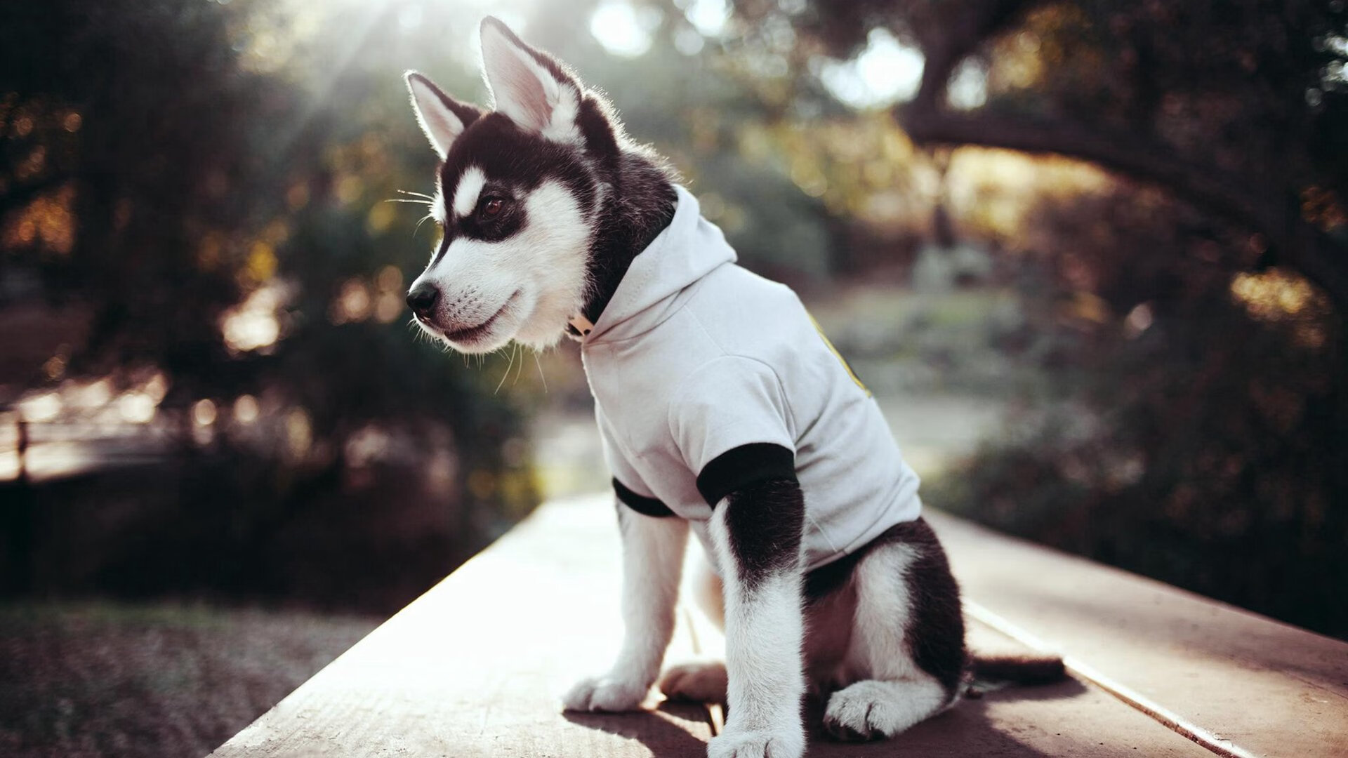 开云体育官网-Hernandez 防守干扰成功率高，防守干扰球