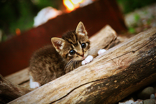 开云体育网址-东莞物业承诺加强高空作业安全管理，物业关于高空作业温馨提示